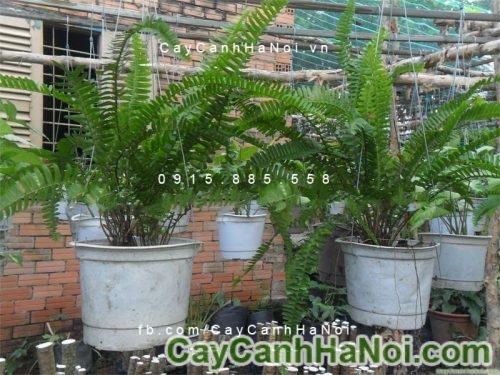 Cây dương xỉ đuôi phụng 2