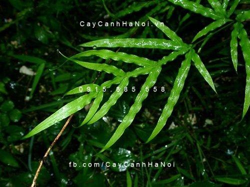 Cây dương xỉ đuôi phụng 3