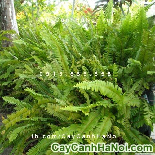Cây dương xỉ đuôi phụng