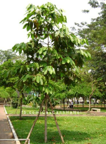 Cây dầu Cây dầu