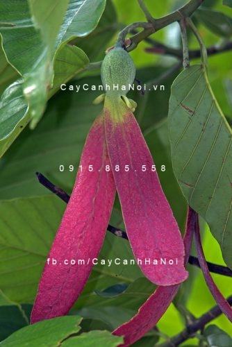 Cây dầu Cây dầu