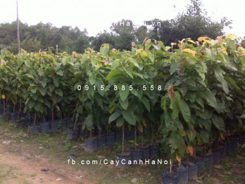Cây dầu Cây dầu