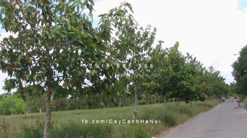 Cây dầu Cây dầu