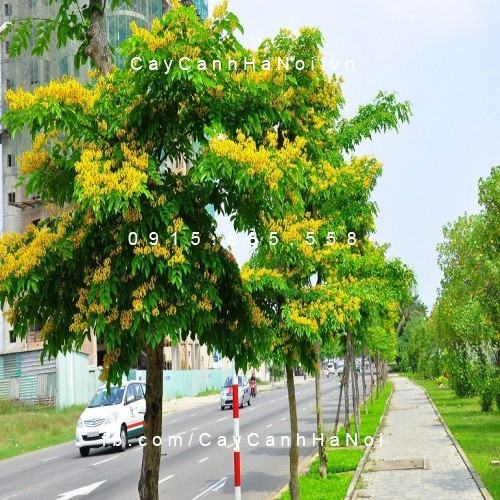 Cây giáng hương Cây giáng hương 2