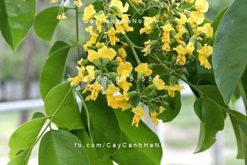 Cây giáng hương Cây giáng hương