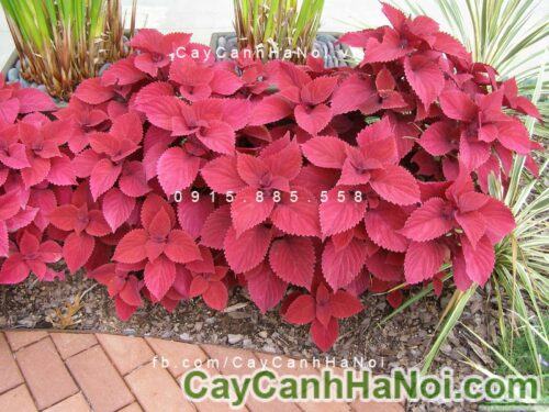 Cây gấm đỏ bọc đô Cây gấm đỏ bọc đô 1