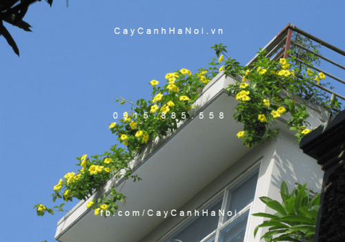 Cây hoa huỳnh anh Cây hoa huỳnh anh
