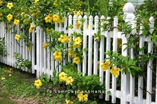 Cây hoa huỳnh anh Cây hoa huỳnh anh