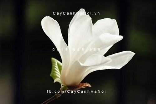 Cây hoa mộc lan Cây hoa mộc lan 3