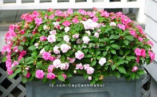 hoa ngọc thảo Cây hoa ngọc thảo 1