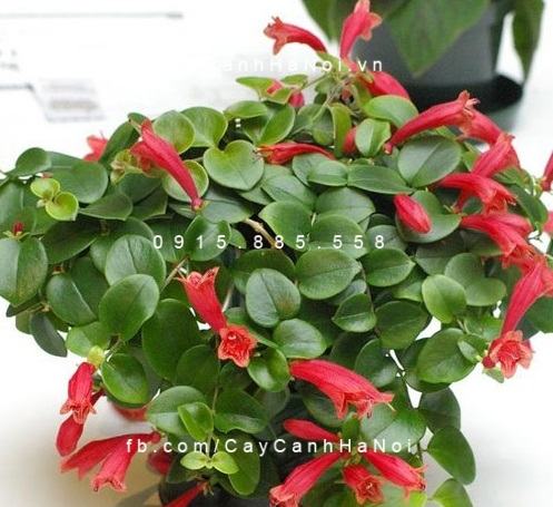 Cây hoa son môi chậu treo Cây hoa son môi chậu treo 1