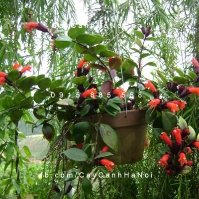 Cây hoa son môi chậu treo Cây hoa son môi chậu treo