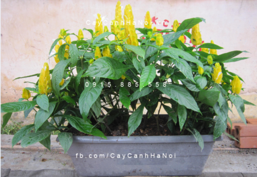Cây hoàng long nhả ngọc Cây hoàng long nhả ngọc 1
