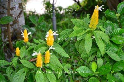 Cây hoàng long nhả ngọc Cây hoàng long nhả ngọc 2