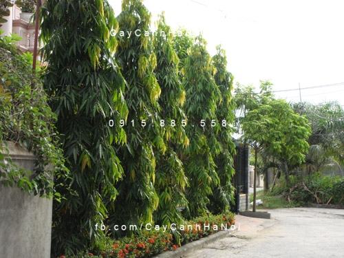Cây hoàng nam Cây hoàng nam