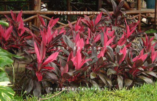 Cây huyết dụ Cây huyết dụ 1