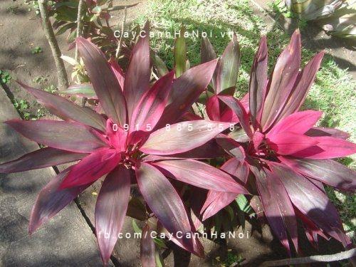Cây huyết dụ Cây huyết dụ