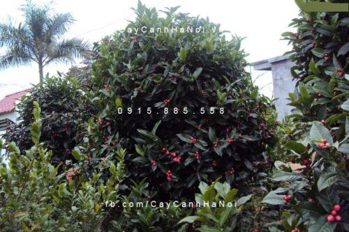 Cây hải đường 1