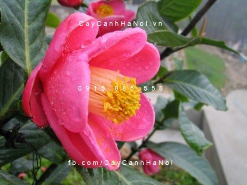 Cây hải đường 2