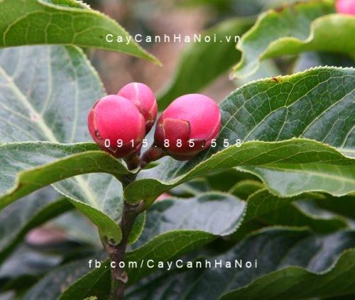 Cây hải đường