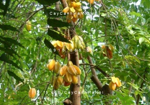 Cây khế ngoại thất Cây khế ngoại thất 1