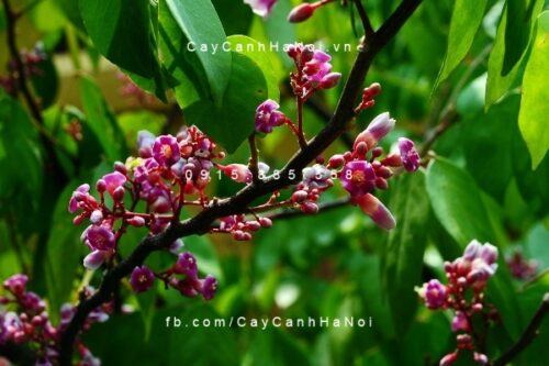 Cây khế ngoại thất Cây khế ngoại thất 3