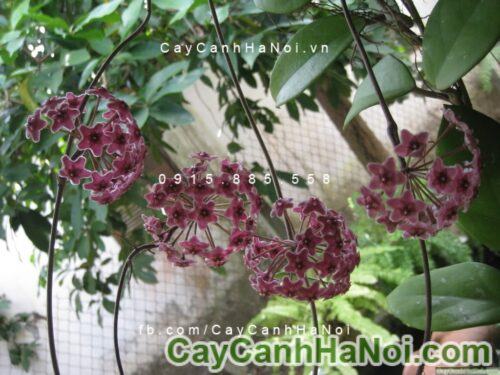 Cây lan cẩm cù chậu treo 1