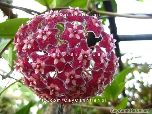 Cây lan cẩm cù chậu treo 3