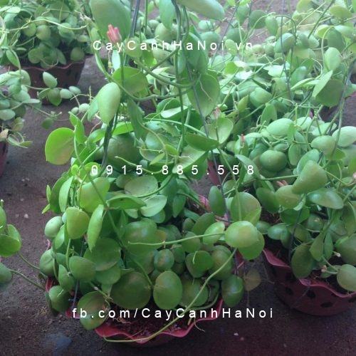 Cây lan sò chậu treo Cây lan sò chậu treo 1