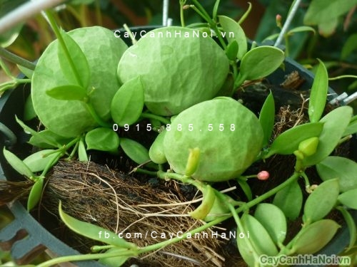 Cây lan sò chậu treo Cây lan sò chậu treo 2