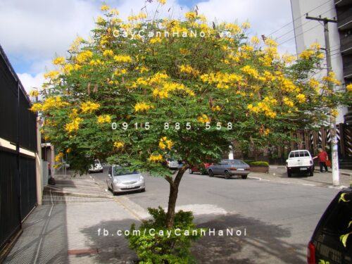 Cây lim xẹt Cây lim xẹt 1
