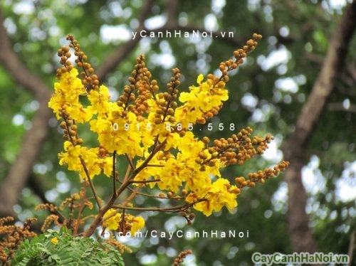 Cây lim xẹt Cây lim xẹt 3