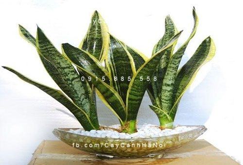 Cây lưỡi hổ xanh 1