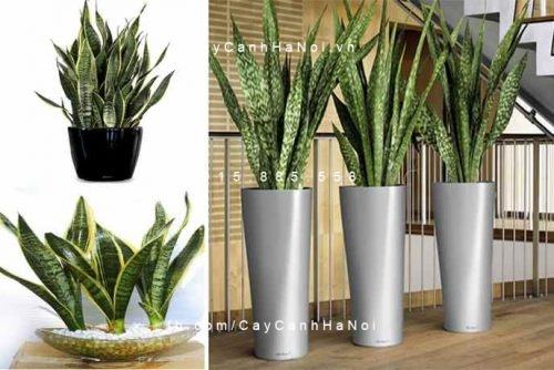 Cây lưỡi hổ xanh