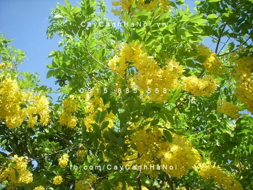 Cây muồng hoàng yến Cây muồng hoàng yến 1