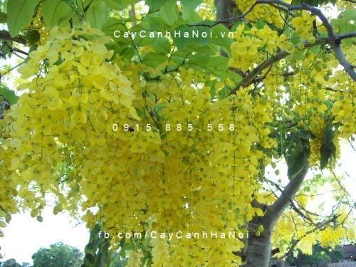 Cây muồng hoàng yến Cây muồng hoàng yến