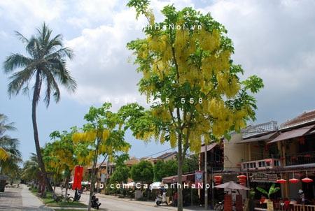 Cây muồng hoàng yến Cây muồng hoàng yến
