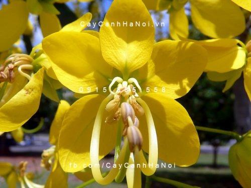 Cây muồng hoàng yến Cây muồng hoàng yến
