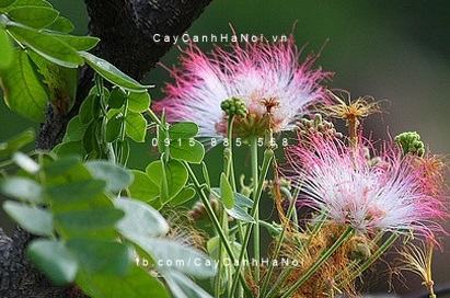 Cây muồng tím Cây muồng tím
