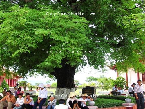 Cây muồng tím Cây muồng tím