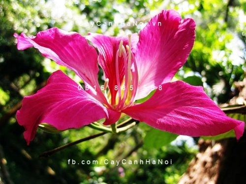 Cây móng bò Cây móng bò
