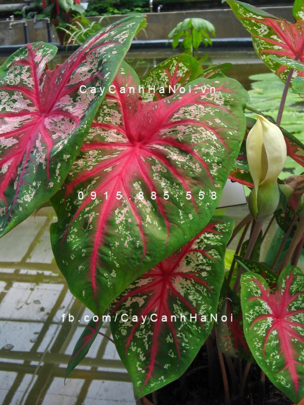 Cây môn đỏ Cây môn đỏ 1