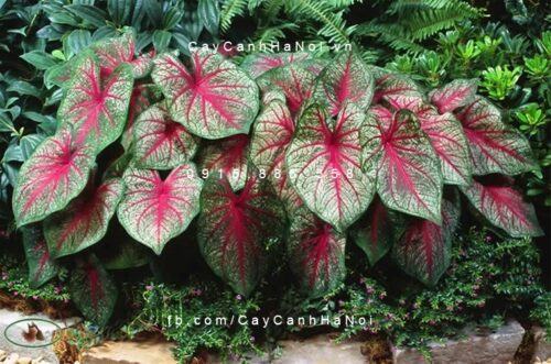 Cây môn đỏ Cây môn đỏ 2
