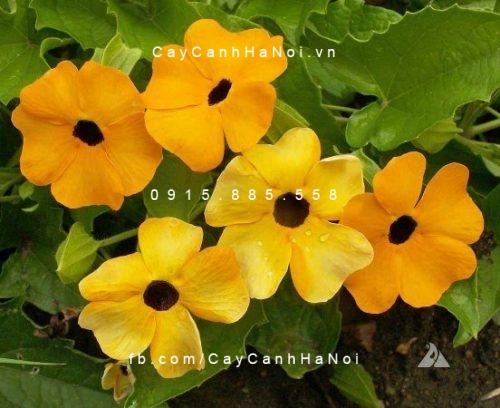 Cây mắt nhung Cây mắt nhung