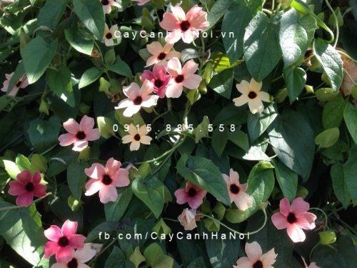 Cây mắt nhung Cây mắt nhung