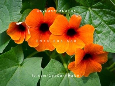 Cây mắt nhung Cây mắt nhung