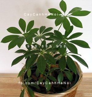 Cây ngũ gia bì xanh Cây ngũ gia bì xanh 1