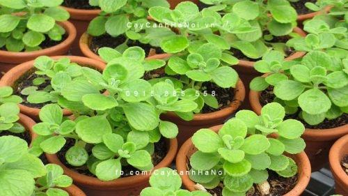 Cây nhất mạt hương 3