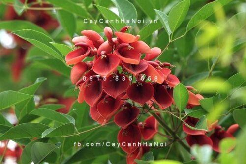 cây osaka đỏ Cây oska đỏ 2