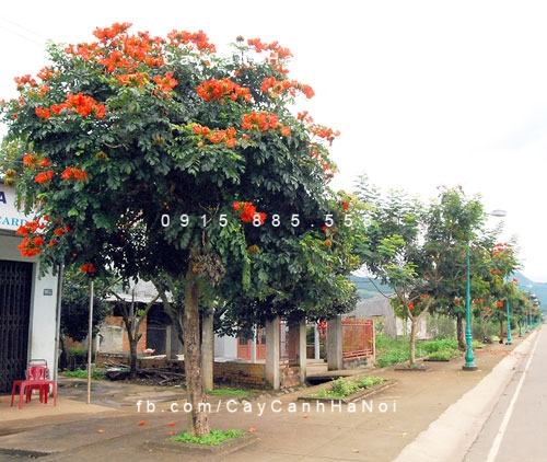 Cây oska đỏ Cây oska đỏ